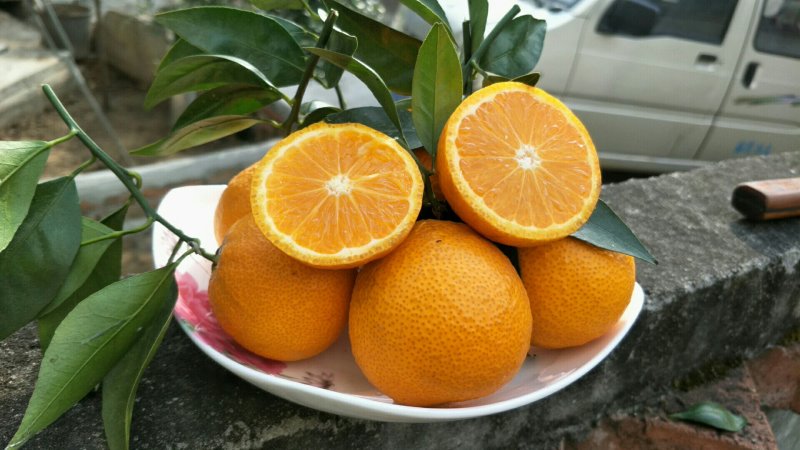 黄果柑