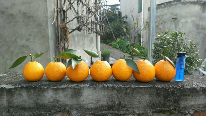黄果柑