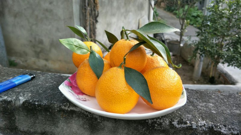 黄果柑