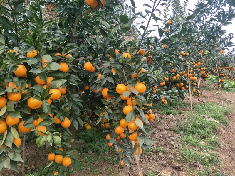 黄果柑