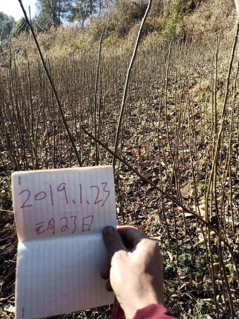 核桃苗，大泡核桃苗，实生苗
