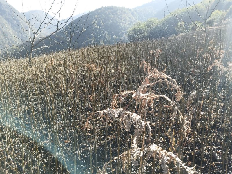 核桃苗，大泡核桃苗，实生苗