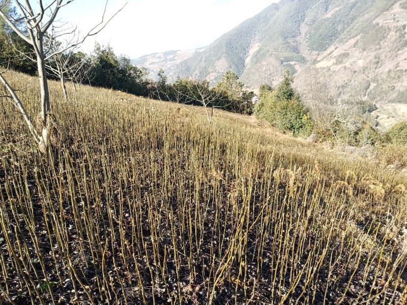 核桃苗，大泡核桃苗，实生苗