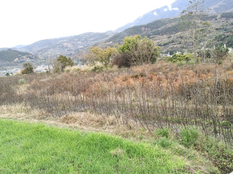核桃苗，大泡核桃苗，实生苗