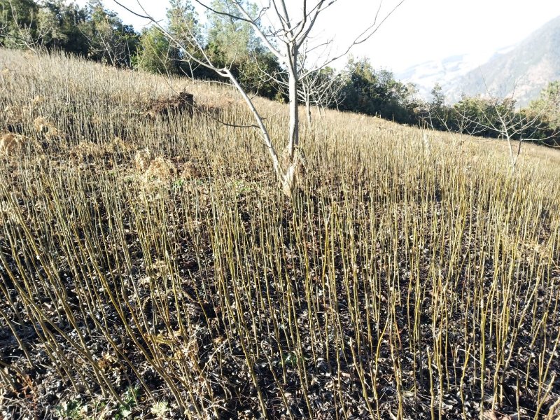 核桃苗，大泡核桃苗，实生苗