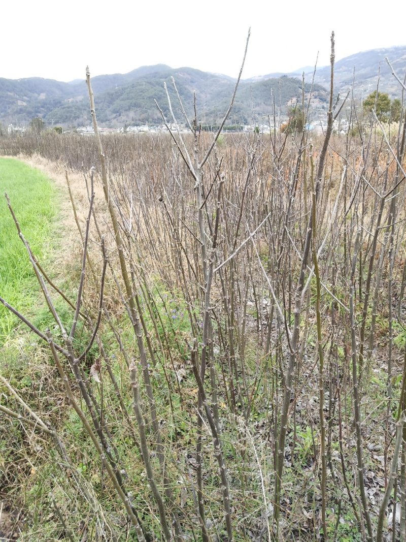 核桃苗，大泡核桃苗，实生苗
