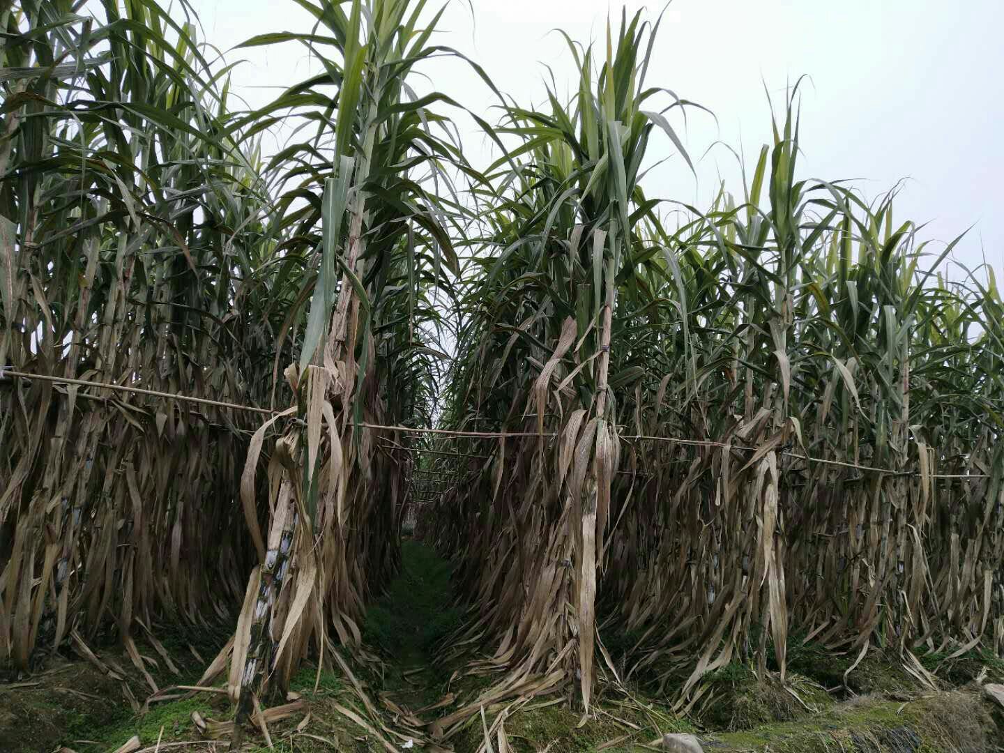 甘蔗枯萎病典型症状