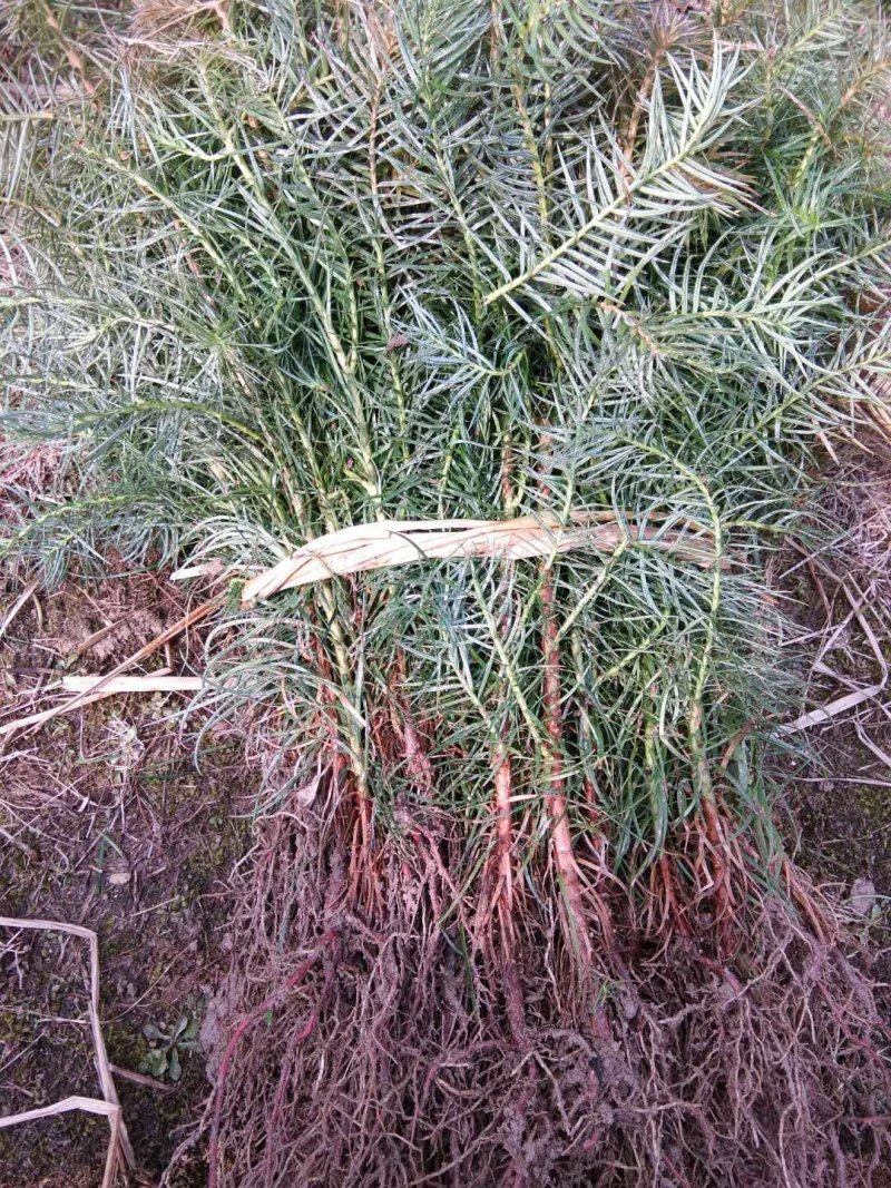 大量出售优质杉木苗，根系完整，成活好，长势旺，现挖现发