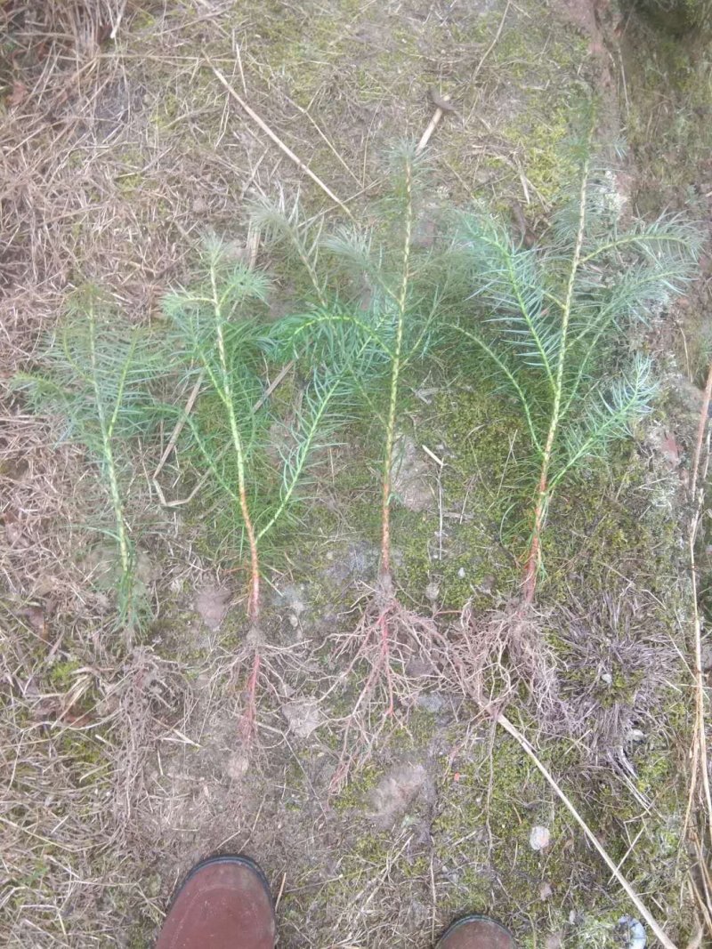 大量出售优质杉木苗，根系完整，成活好，长势旺，现挖现发