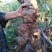 野生何首乌