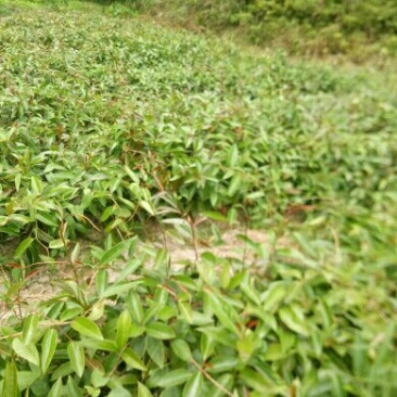 布福娜树苗
