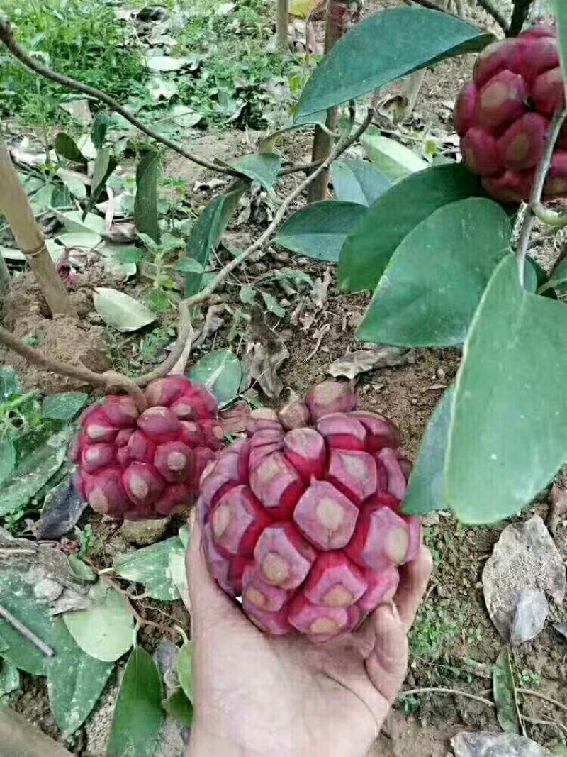 布福苗娜黑老虎苗营养杯苗