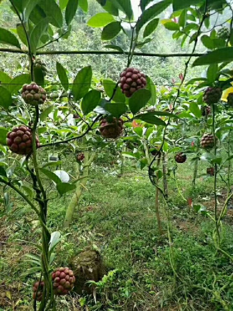 布福苗娜黑老虎苗营养杯苗