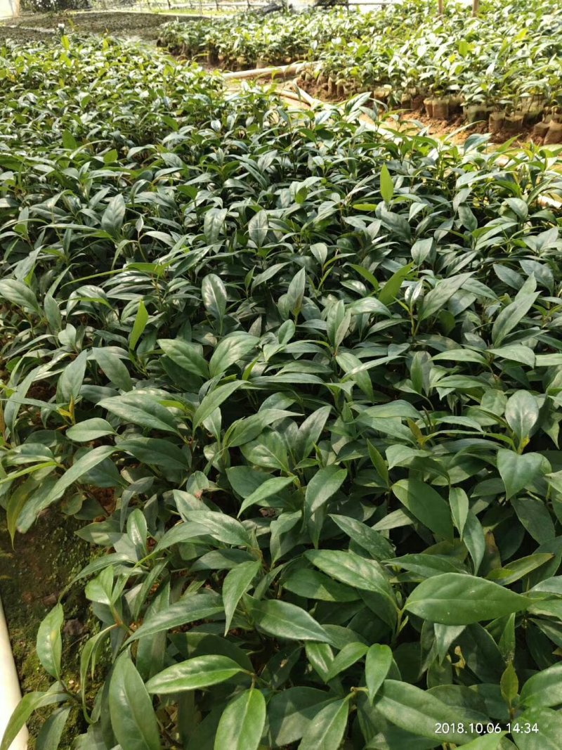 布福苗娜黑老虎苗营养杯苗