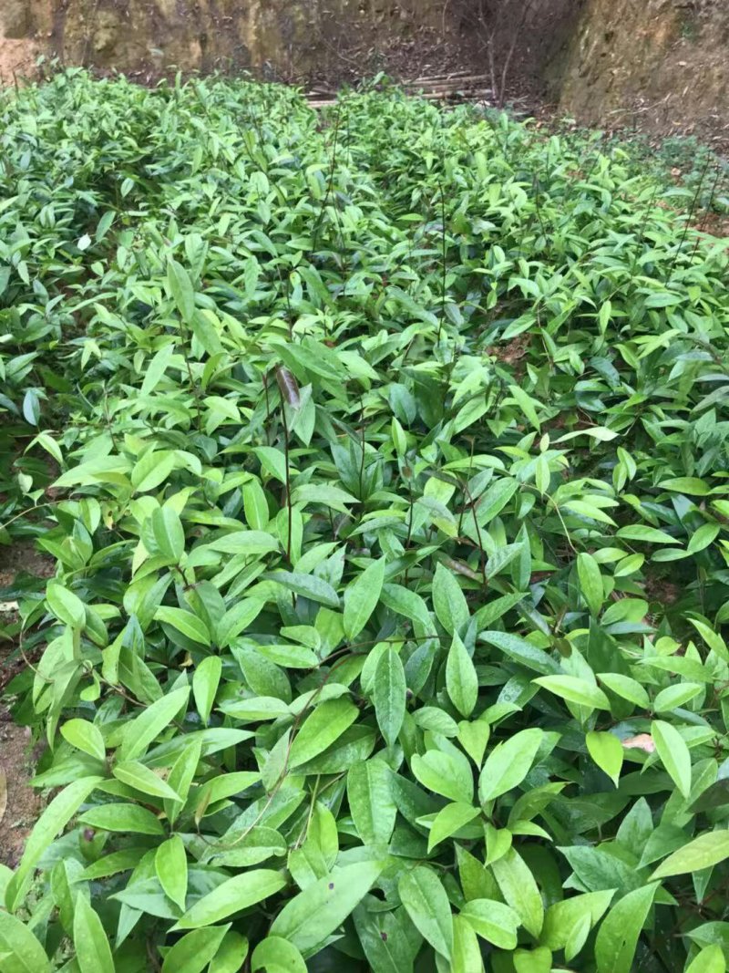 布福苗娜黑老虎苗营养杯苗