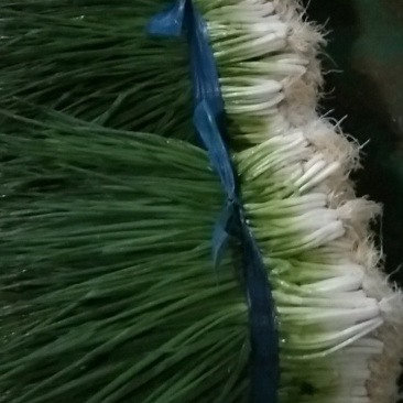 小黑米葱，