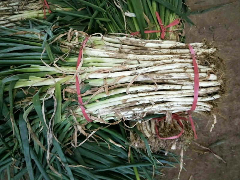 大葱，四川货，重庆货。细长货河南货，北京货，