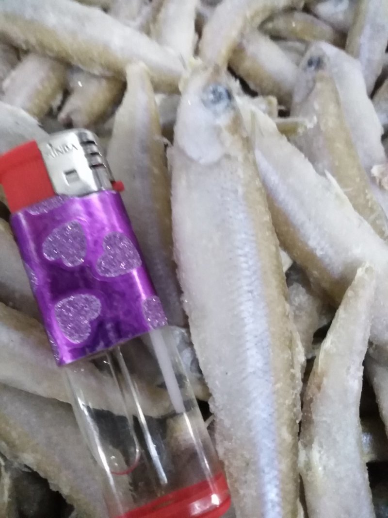 单冻公鱼