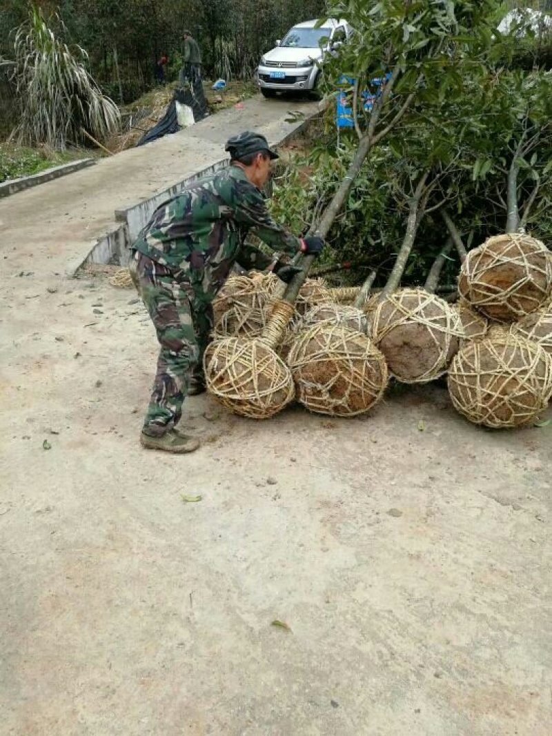 丹桂树中国丹桂之乡，10公分精品丹桂树，欢迎新老客户前来