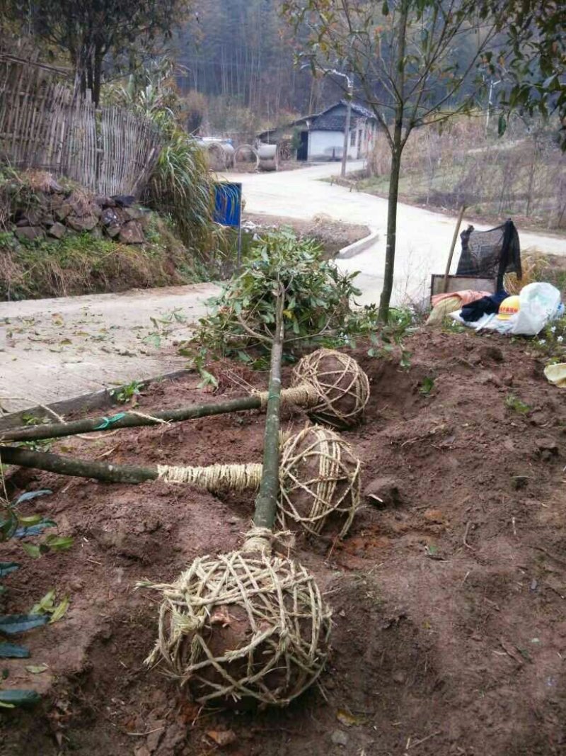 丹桂树中国丹桂之乡，10公分精品丹桂树，欢迎新老客户前来