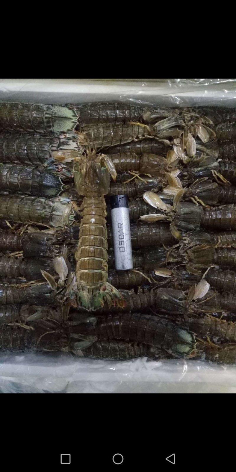 单冻皮皮虾母的多公的少