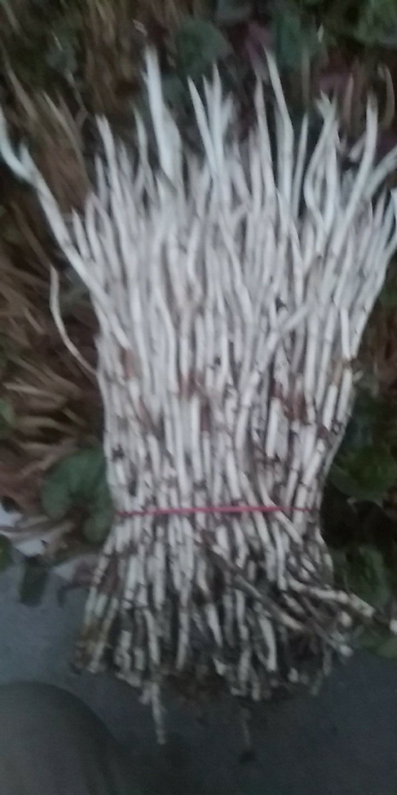 鱼腥草嫩芽已大量上市。特色:泥土生长，色白，香，脆，嫩。