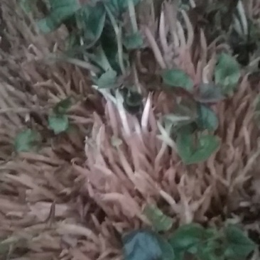 鱼腥草嫩芽已大量上市。特色:泥土生长，色白，香，脆，嫩。