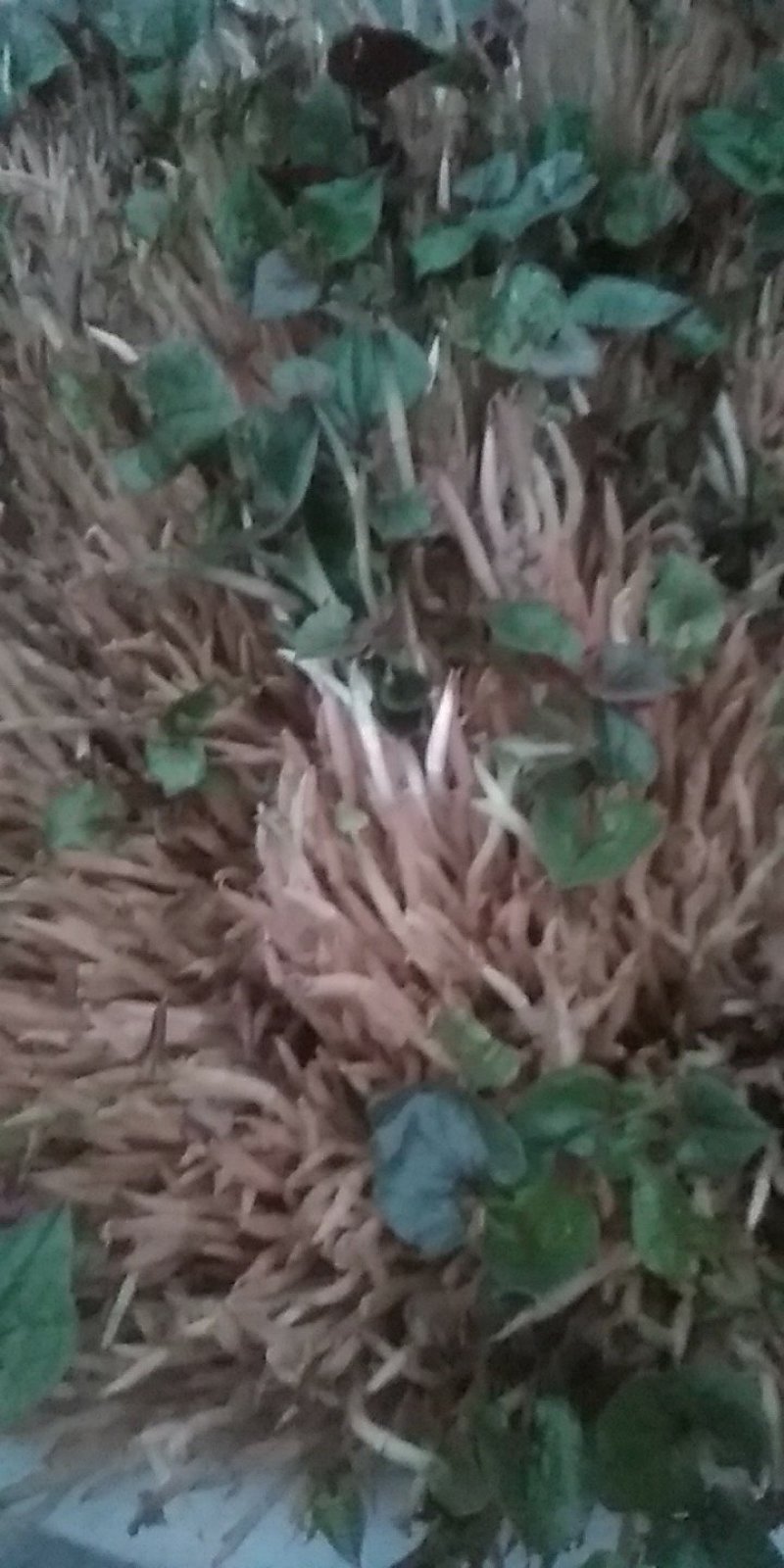 鱼腥草嫩芽已大量上市。特色:泥土生长，色白，香，脆，嫩。
