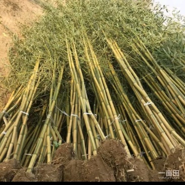 金镶玉竹