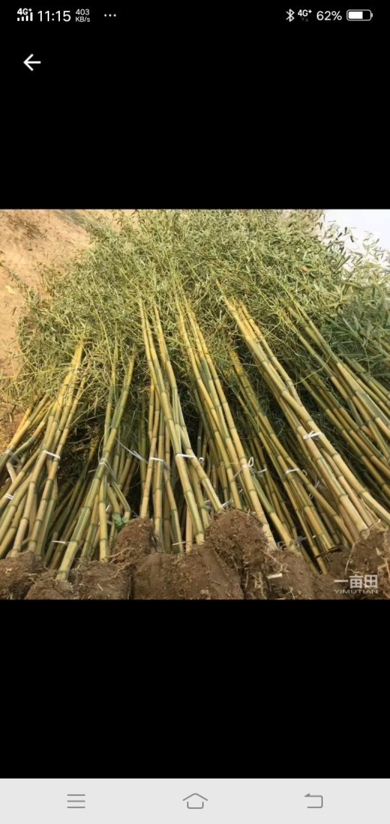 金镶玉竹