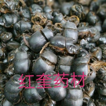 大将军屎壳郎蜣螂货好量大不满意保退换