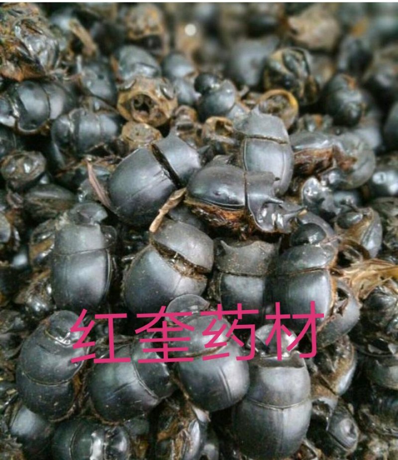 大将军屎壳郎蜣螂货好量大不满意保退换