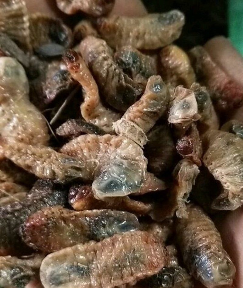 精选优质蛴螬干货出手