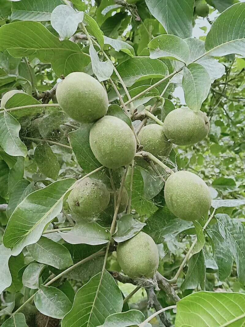 纯手工蜂蜜琥珀核桃仁，精选优质核桃，无任何添加，绿色健康
