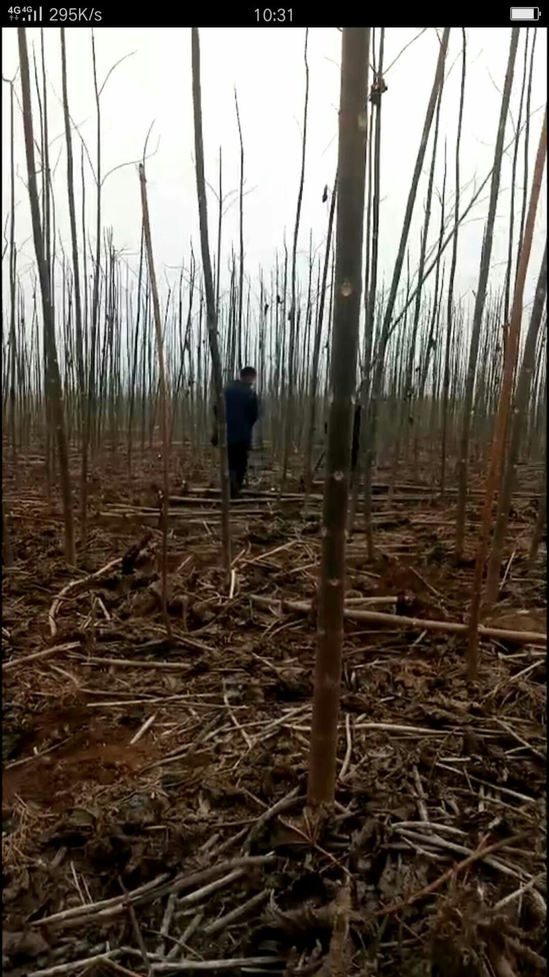 泡桐