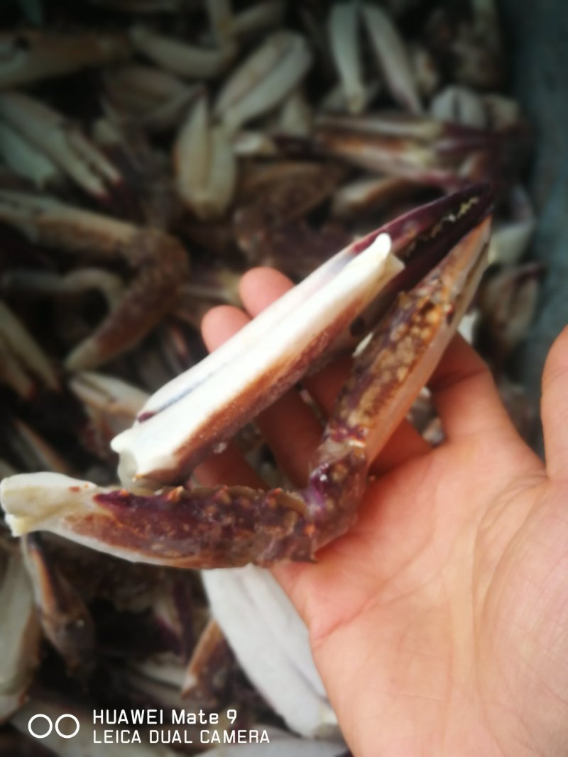 新鲜蟹钳，梭子蟹脚大蟹钳大量现货