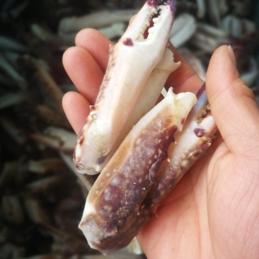 新鲜蟹钳，梭子蟹脚大蟹钳大量现货