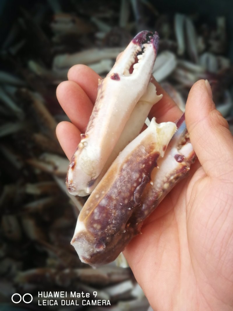 新鲜蟹钳，梭子蟹脚大蟹钳大量现货