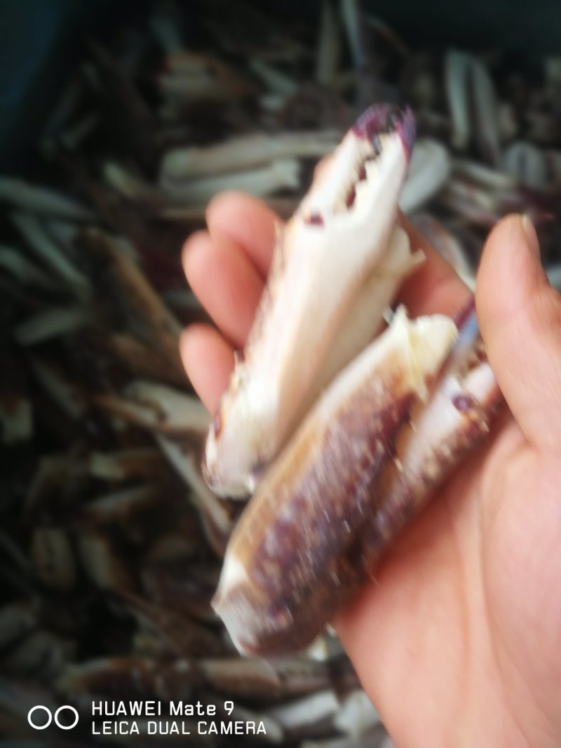 新鲜蟹钳，梭子蟹脚大蟹钳大量现货