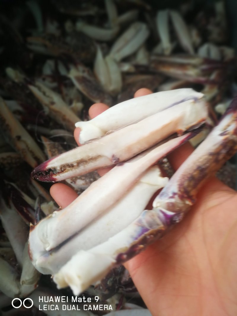 新鲜蟹钳，梭子蟹脚大蟹钳大量现货