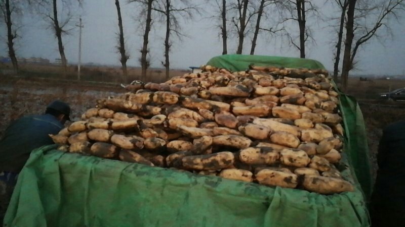 鄂莲6号河南邓州莲藕