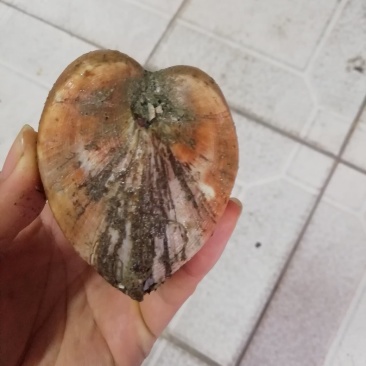 马蹄螺