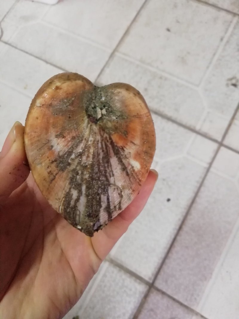 马蹄螺