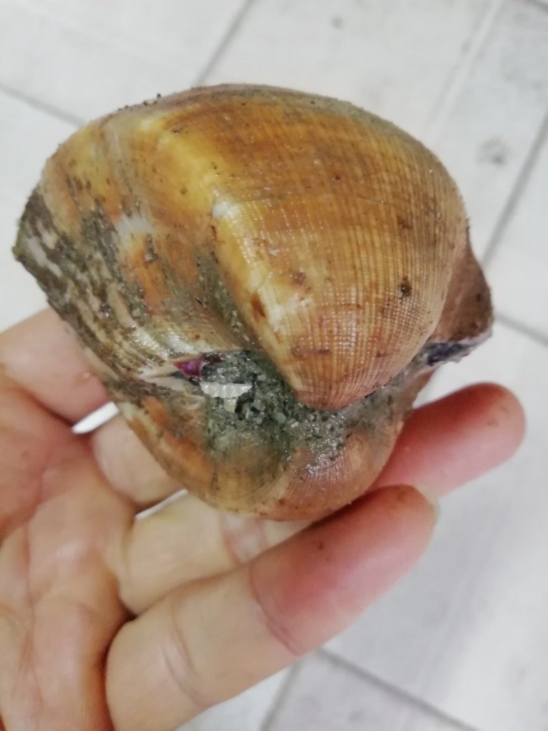 马蹄螺