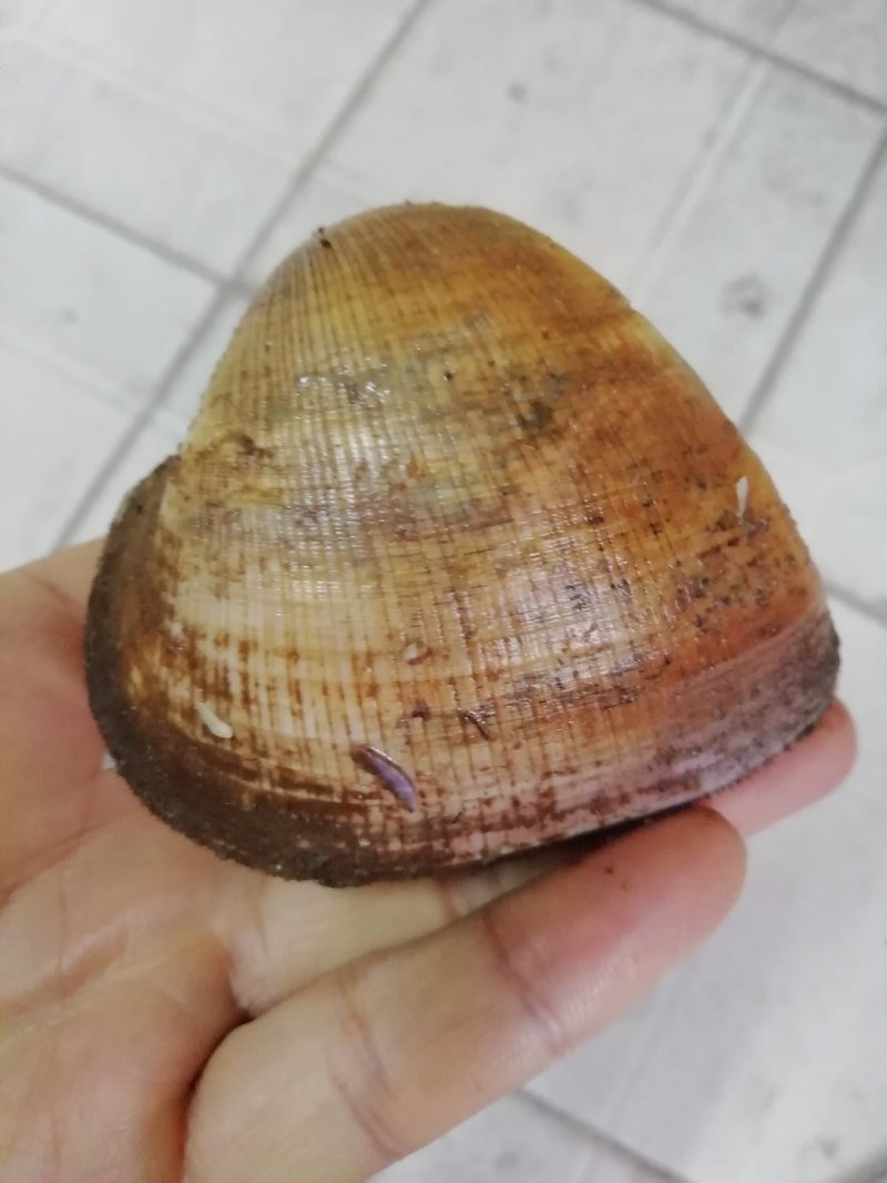 马蹄螺