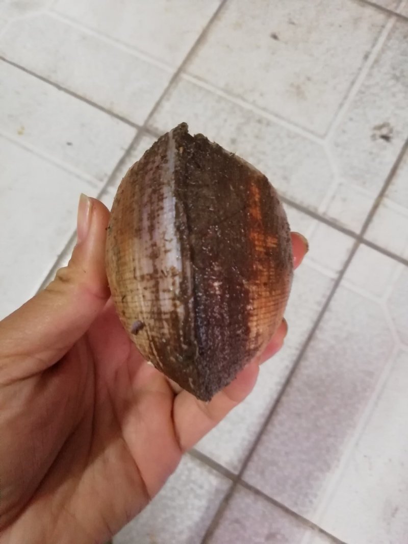 马蹄螺