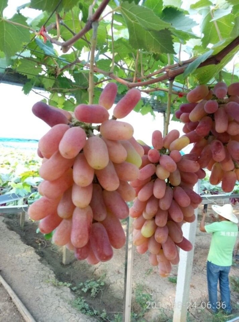 美人指葡萄苗5年大苗当年挂果现挖现卖