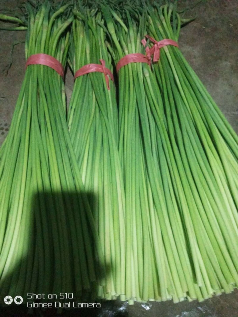 蒜苔