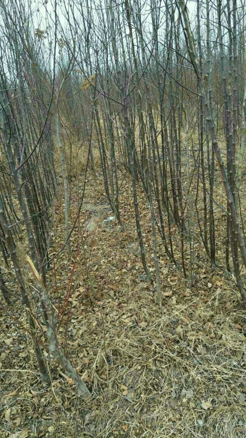 红肉苹果树苗批发2年生嫁接果苗红皮红肉易活价格便宜
