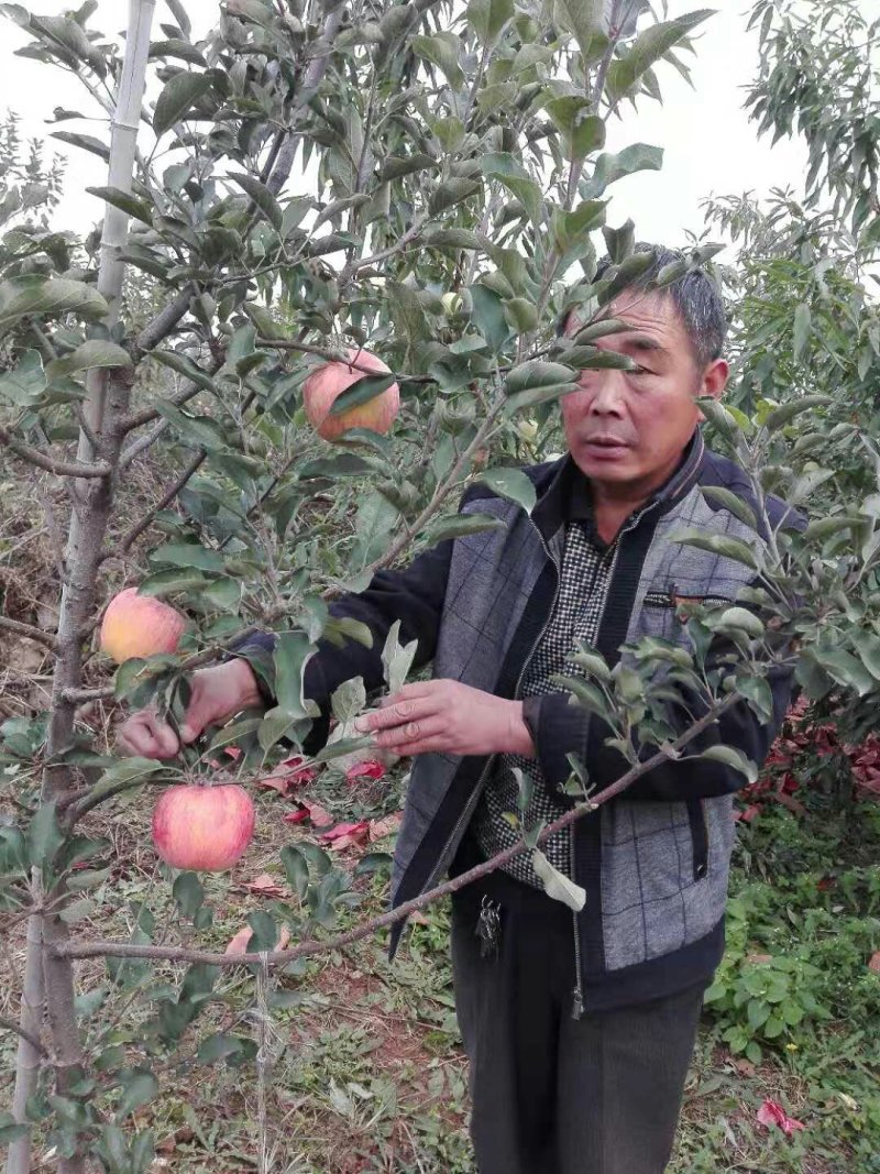 红肉苹果树苗批发2年生嫁接果苗红皮红肉易活价格便宜